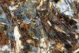 Golden-Brown, Radiating Astrophyllite - Kola Peninsula, Russia #179145-1